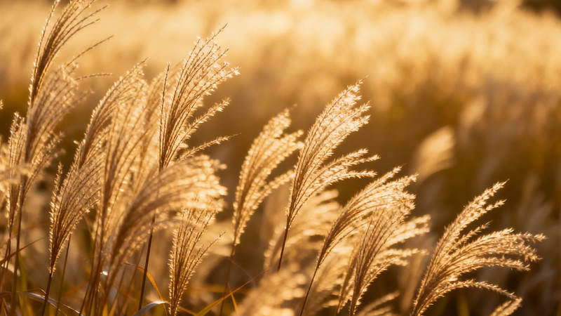 金芒摇曳 秋日暖阳照芦苇图片