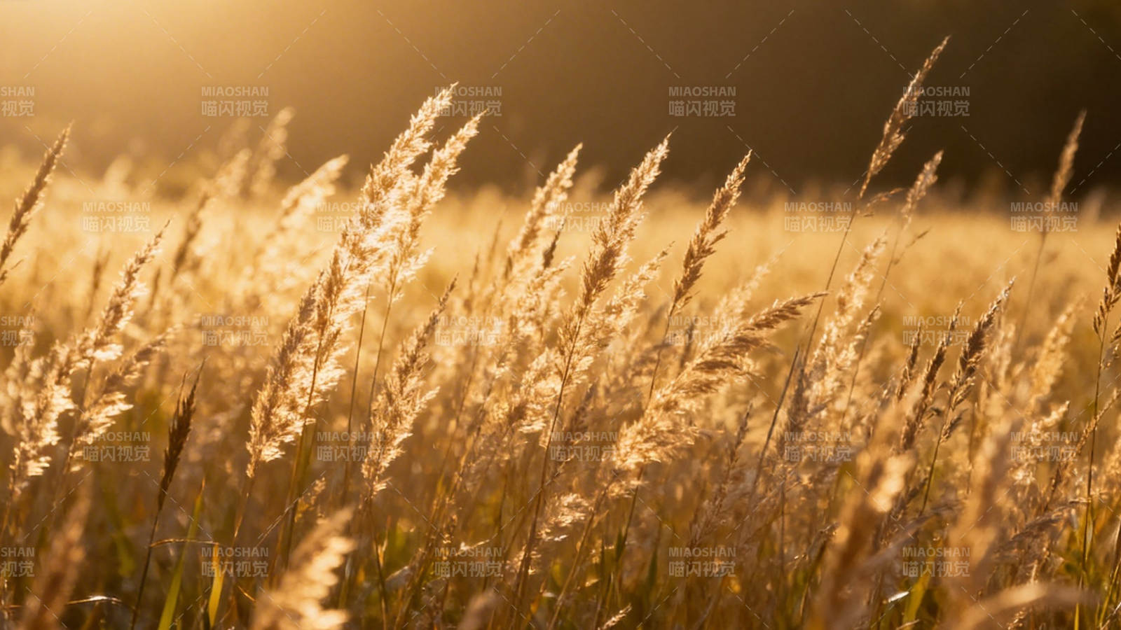 夕阳下的金色芦苇荡图片