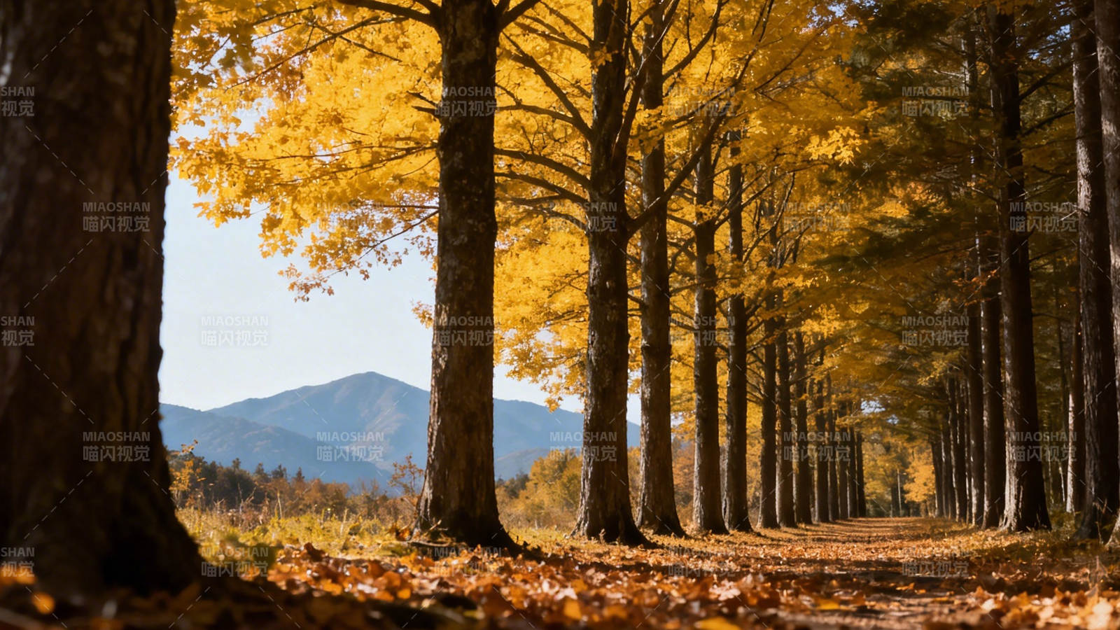 秋日林道 金叶铺径远山静图片