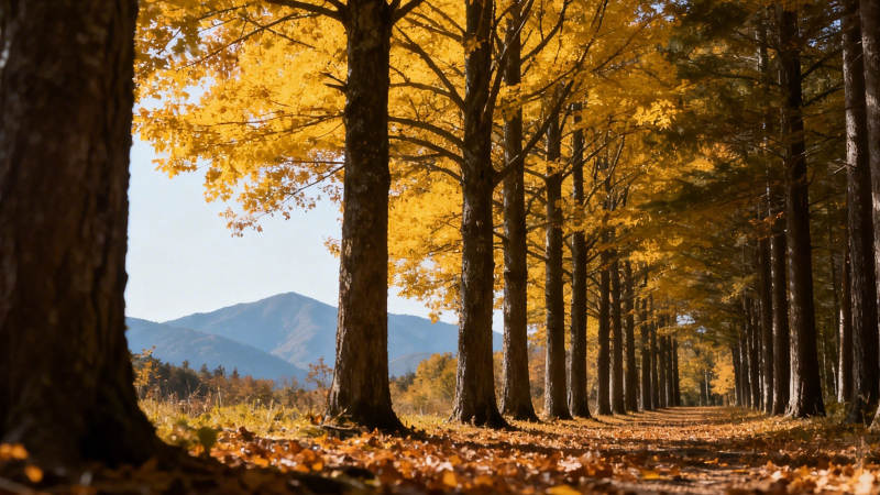 秋日林道 金叶铺径远山静图片