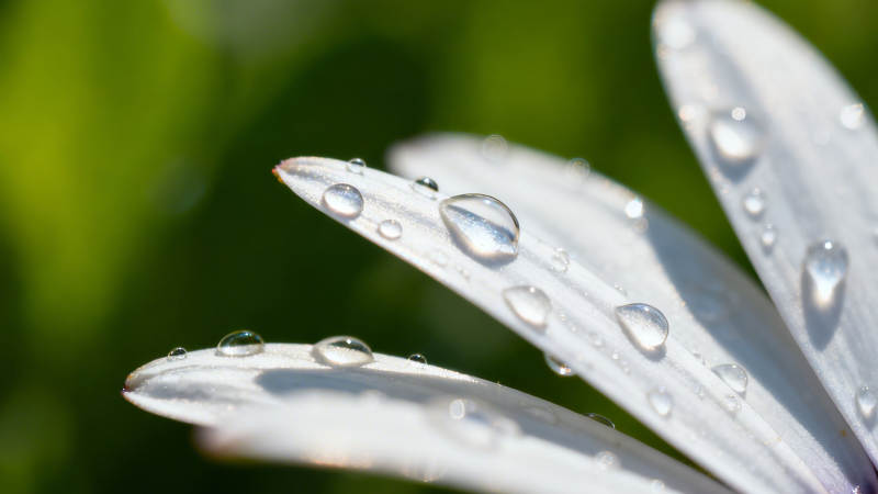 花瓣上的晶莹露珠图片