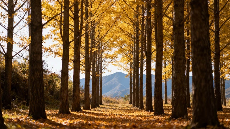 秋日金径 远山如黛图片