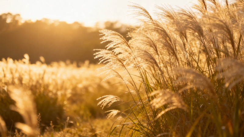 夕阳下的芦苇荡图片