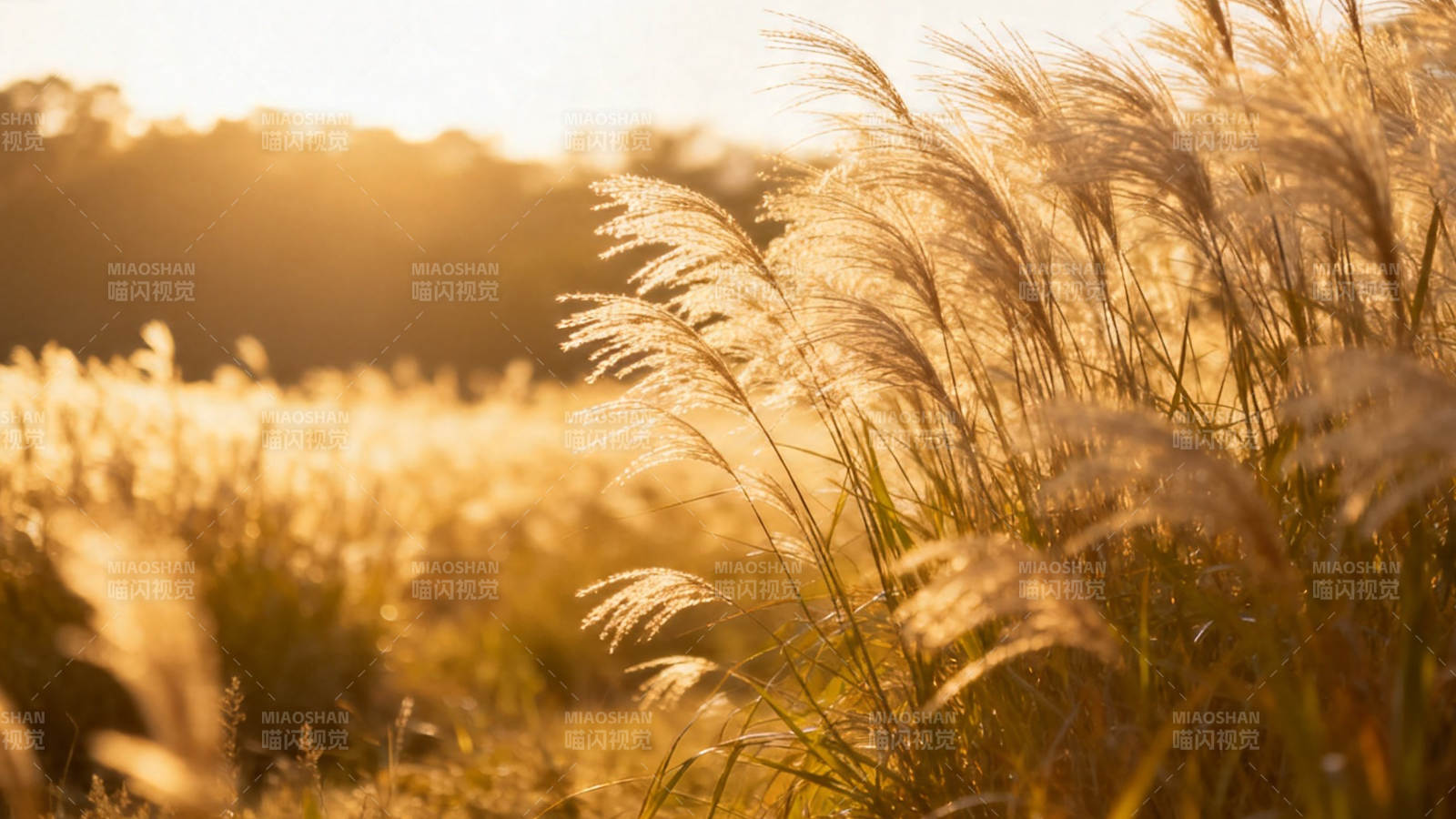 夕阳下的芦苇荡图片