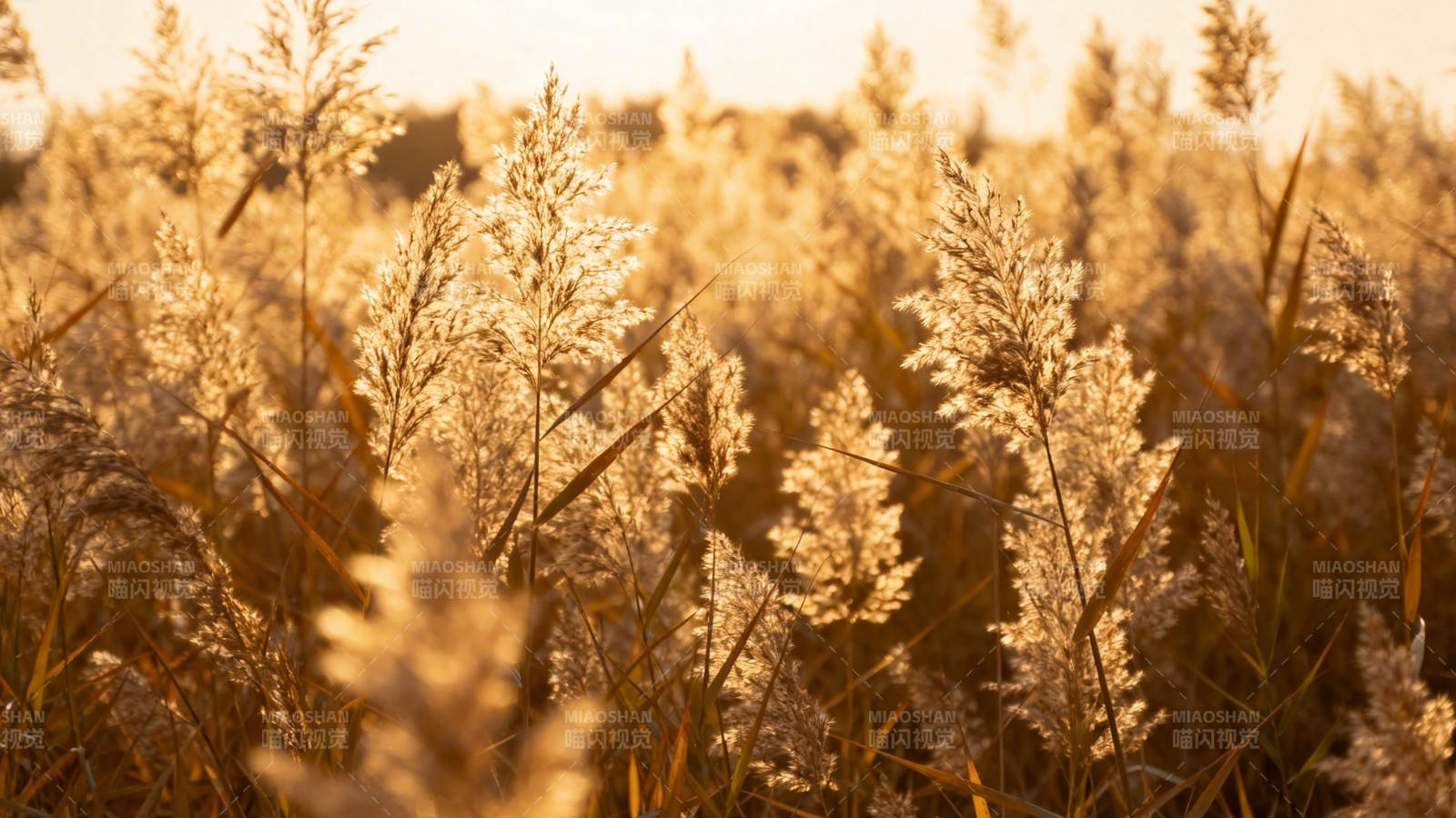 夕阳下的金色芦苇荡图片