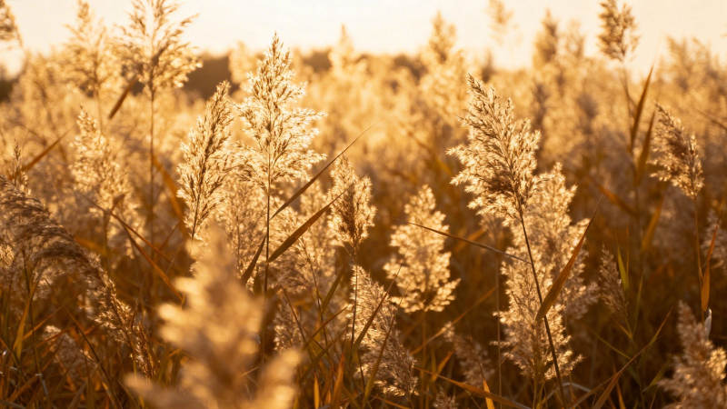 夕阳下的金色芦苇荡图片