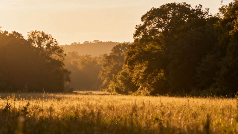 夕阳金野 林影温柔图片