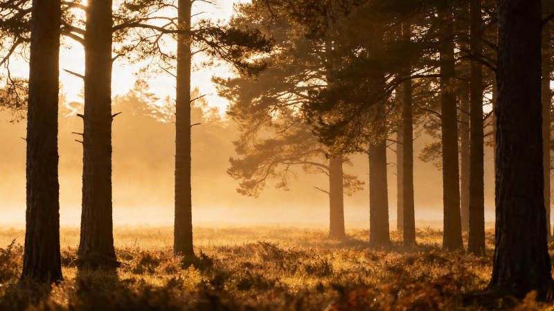 晨雾松林 金光穿树影图片