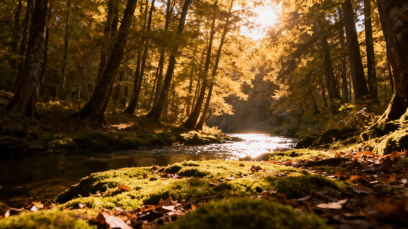 秋日林间溪流 金光洒落苔径图片