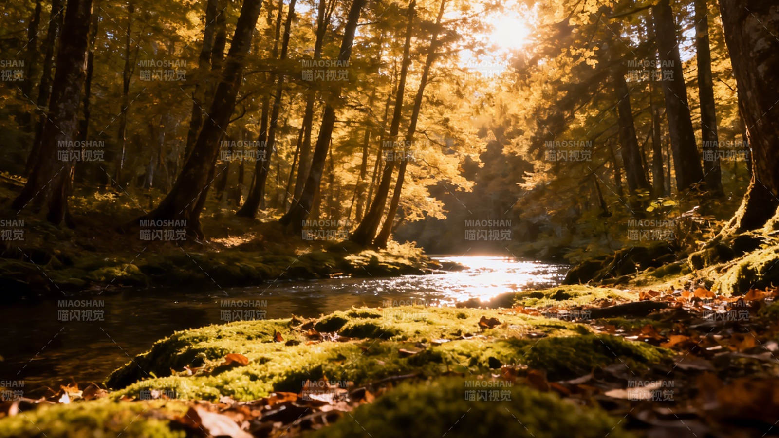 秋日林间溪流 金光洒落苔径图片