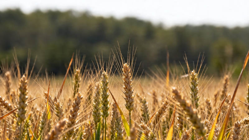 金黄麦浪 丰收在望图片