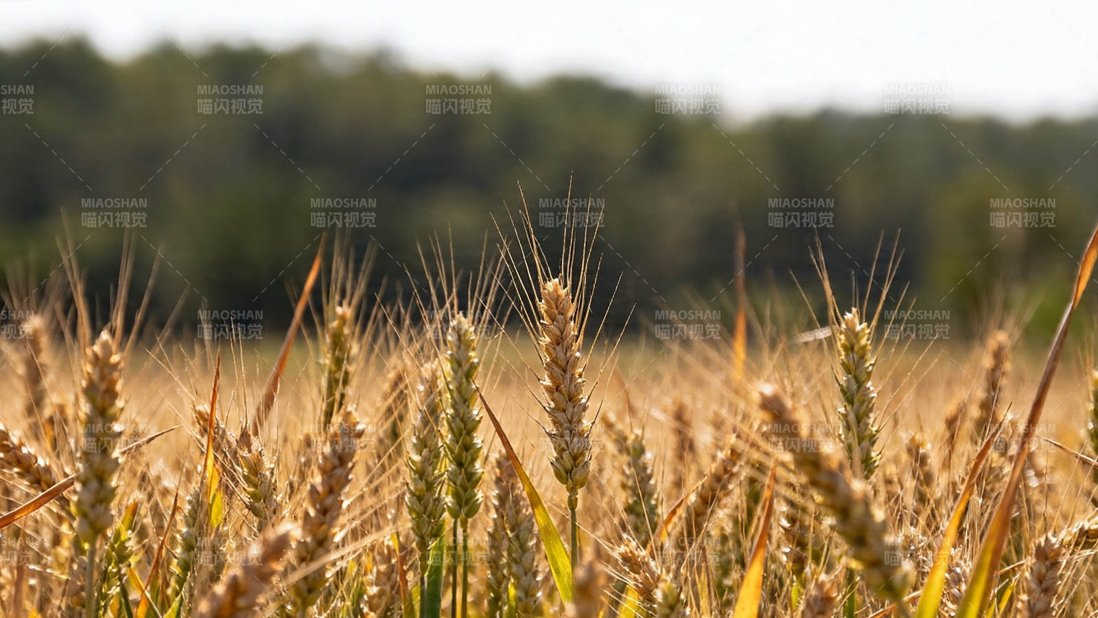 金黄麦浪 丰收在望图片