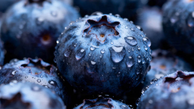 蓝莓水珠特写图片