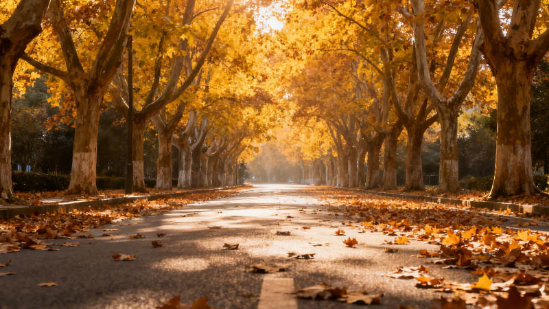 秋日林荫道 落叶铺金径图片