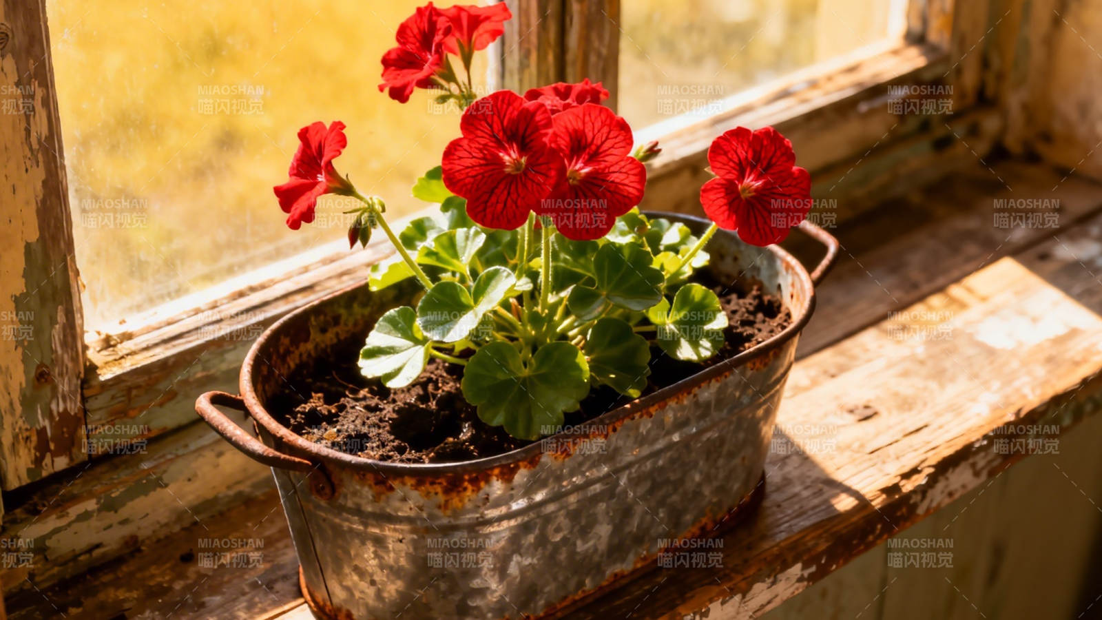 窗台红花 暖阳相伴图片