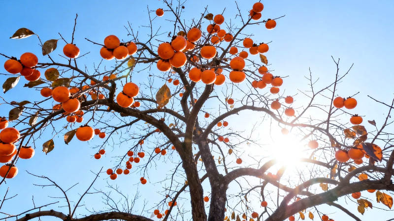 柿子挂枝头 阳光映蓝天图片