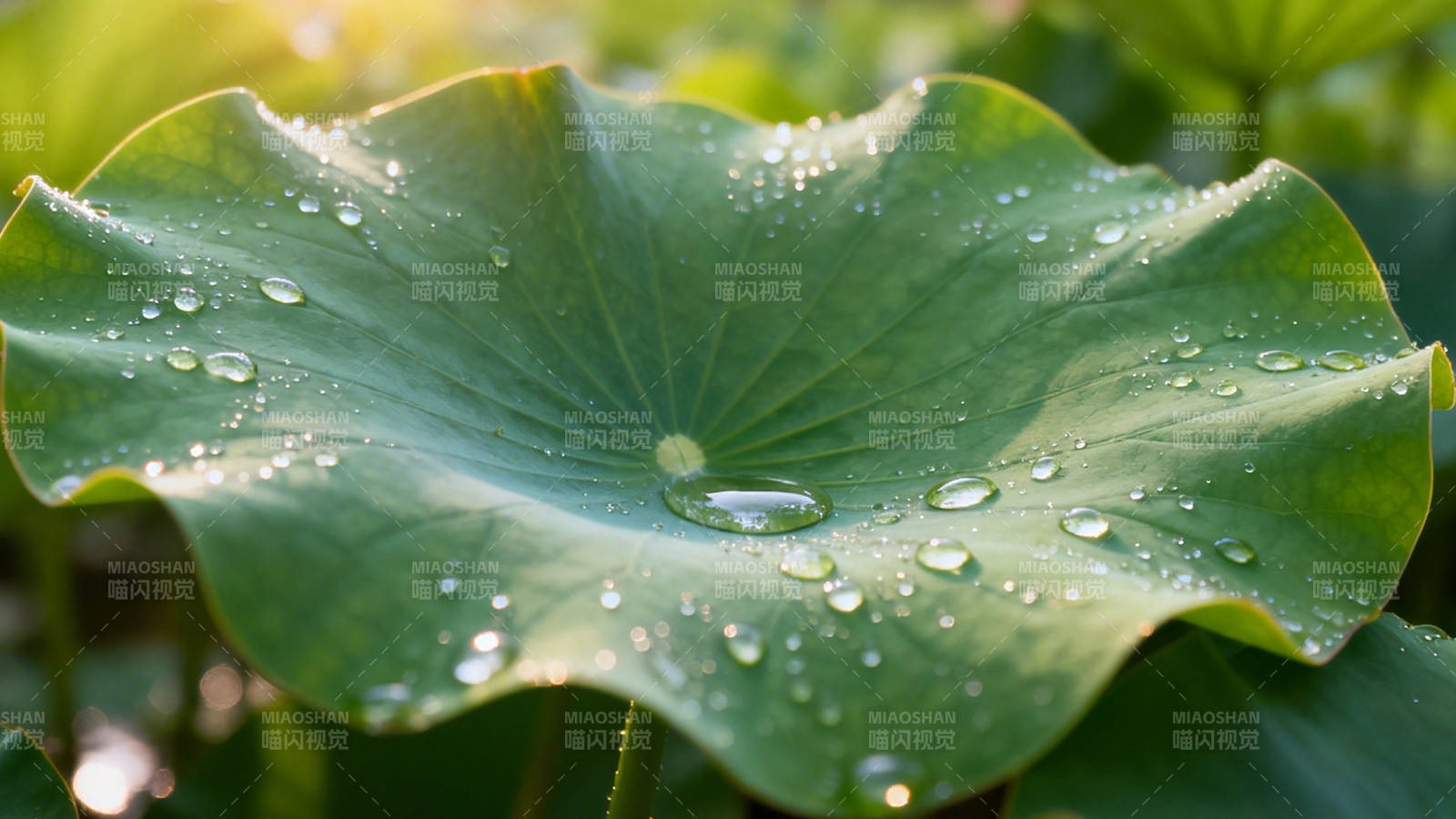 荷叶露珠 晨光晶莹图片