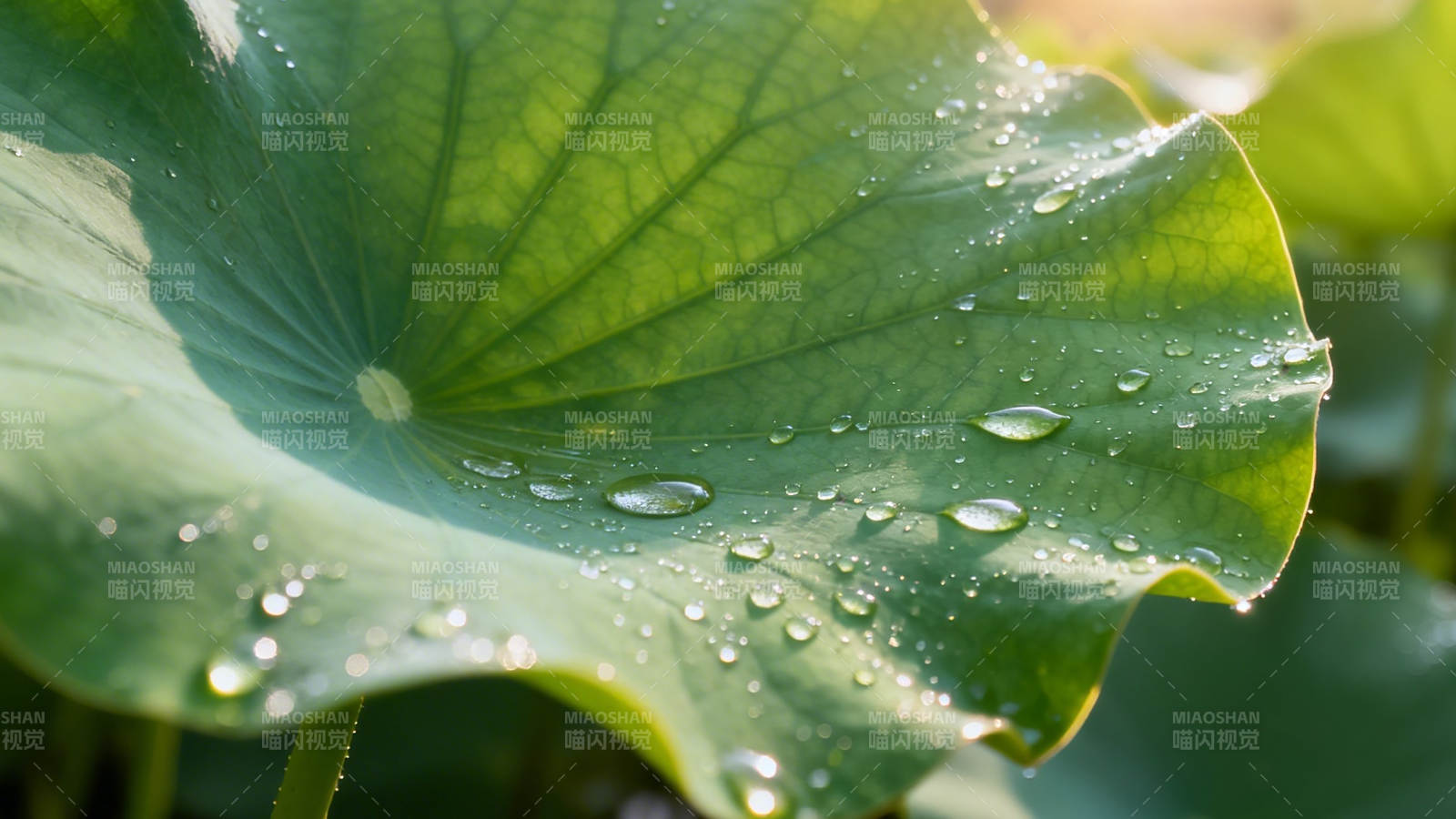 荷叶露珠 晨光晶莹图片