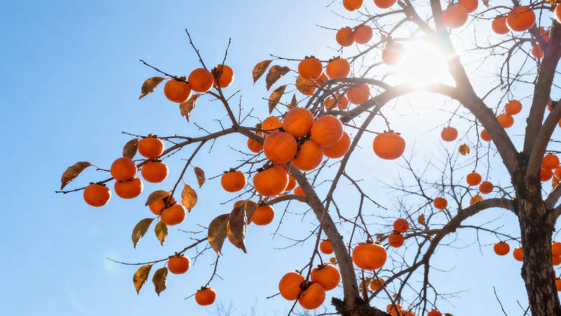 柿树挂果 阳光灿烂图片