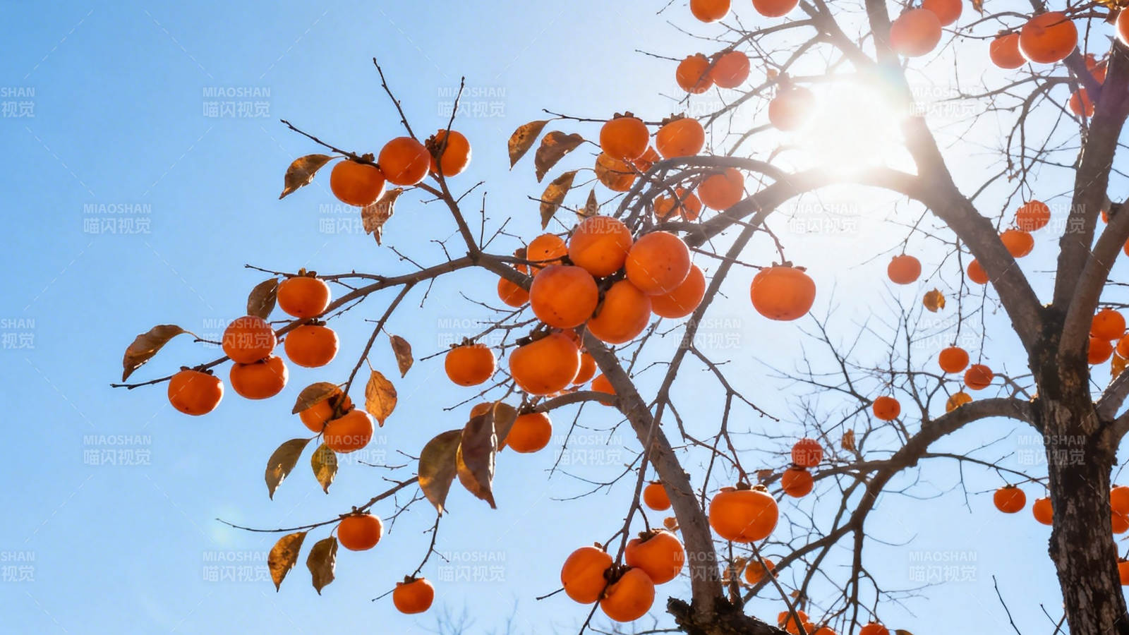 柿树挂果 阳光灿烂图片