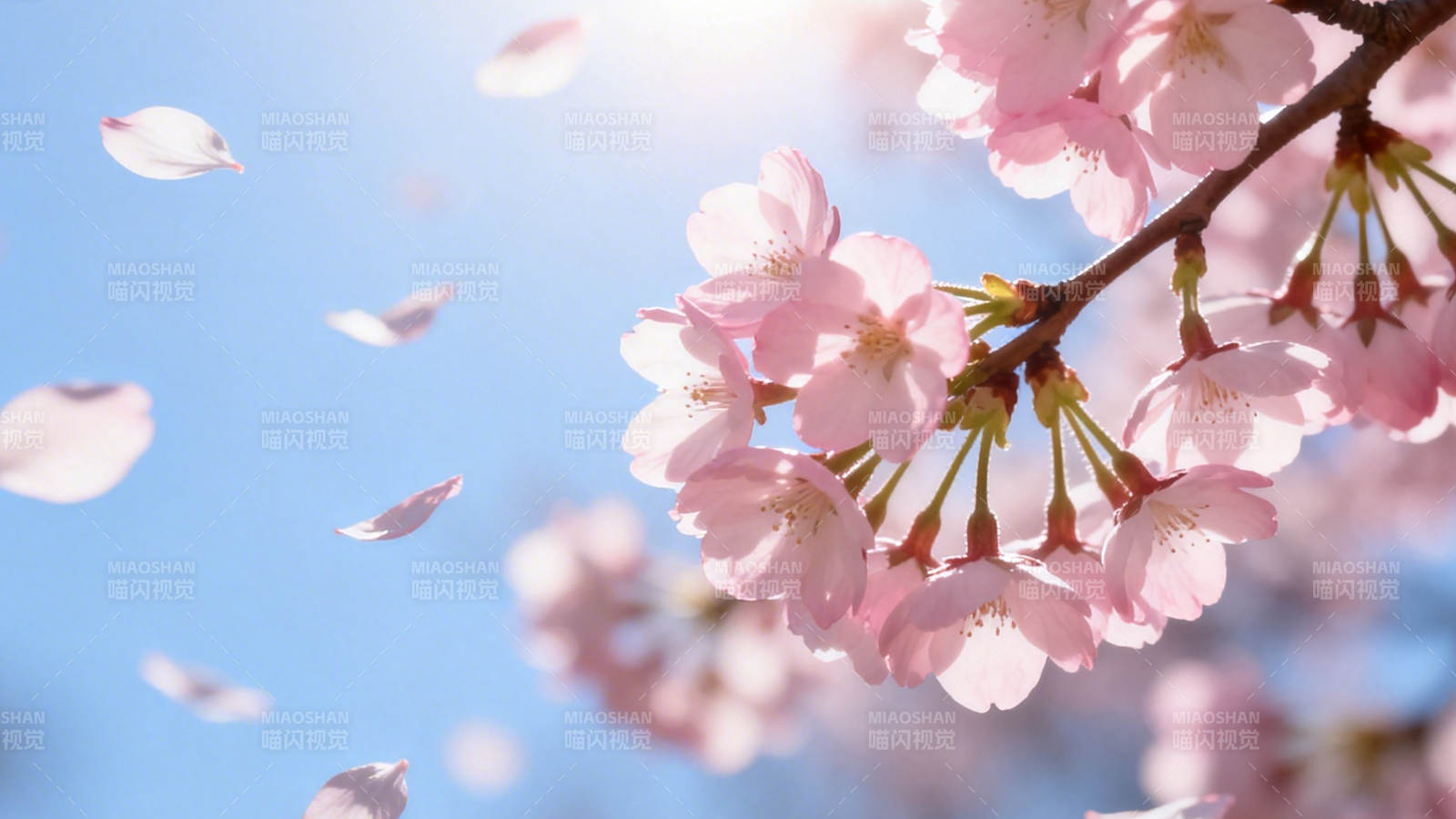 樱花飞舞 春日浪漫图片