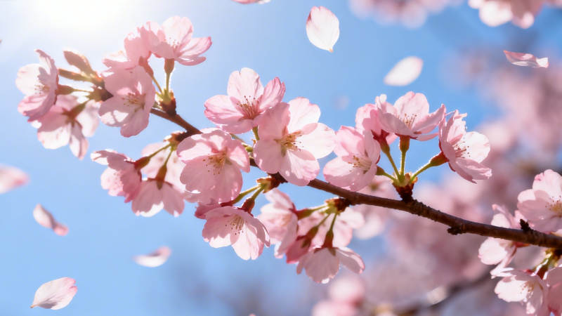 樱花飞舞 春日浪漫图片