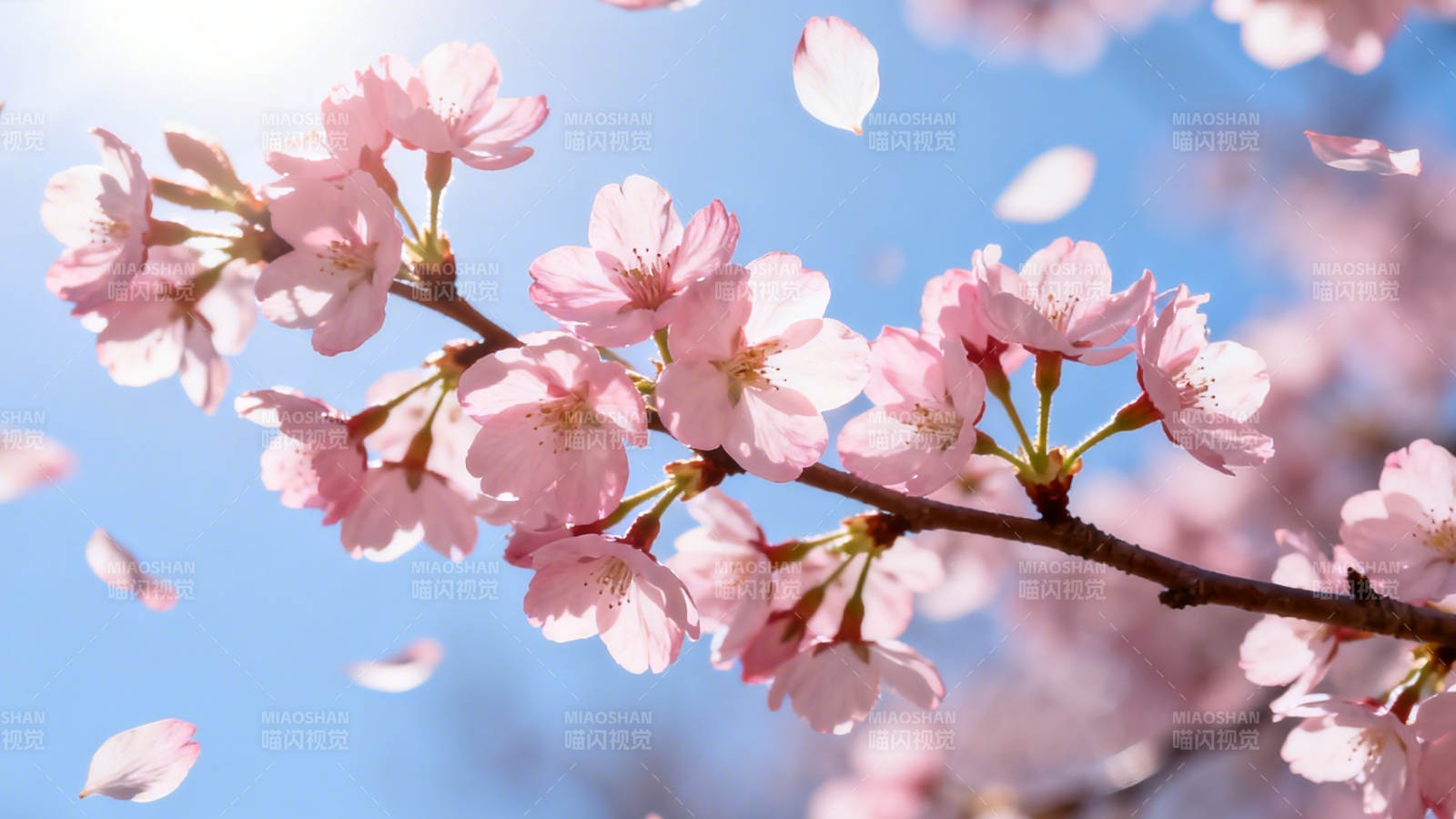 樱花飞舞 春日浪漫图片