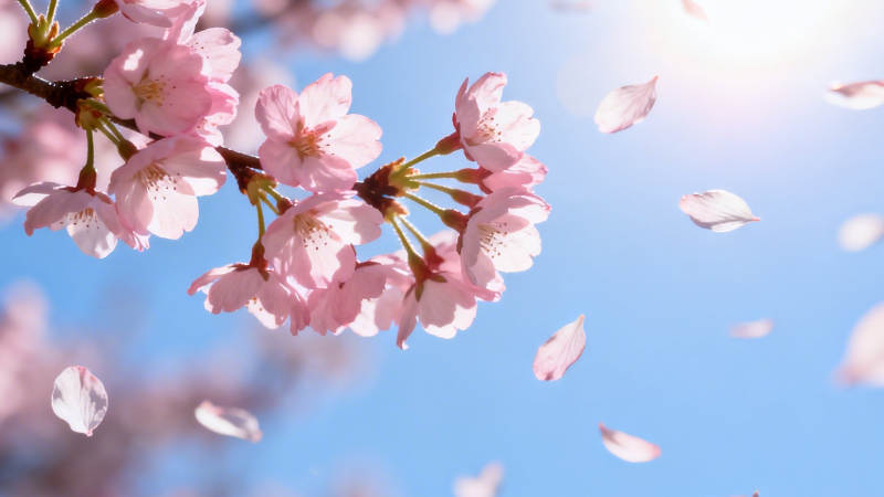 樱花飞舞 春日浪漫图片
