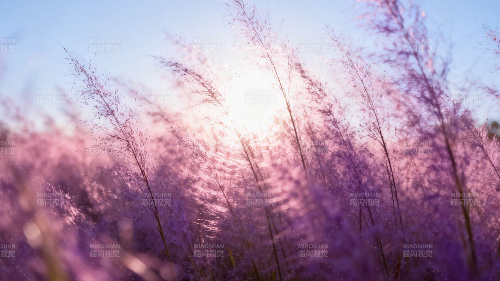 紫草摇曳 阳光温柔洒落图片