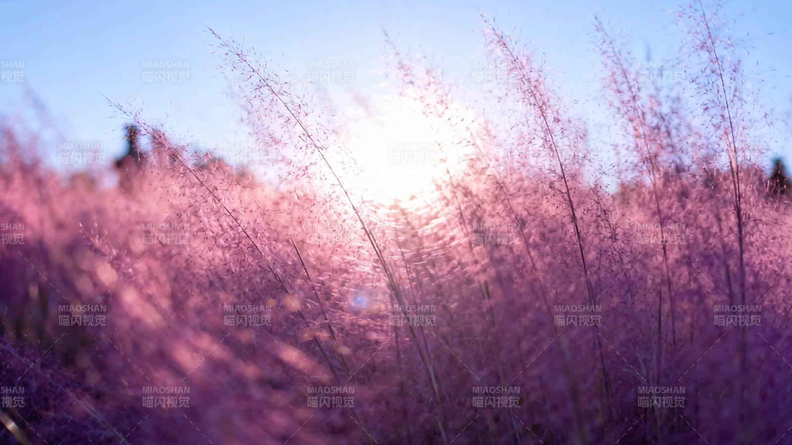 粉黛乱子草 夕阳如梦图片