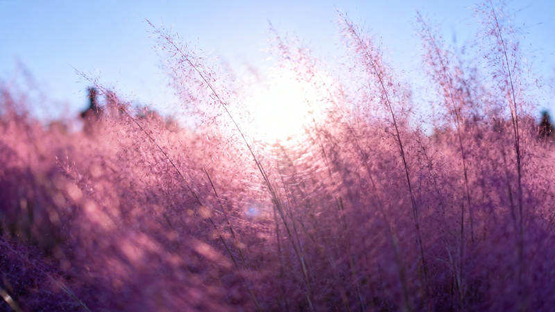 粉黛乱子草 夕阳如梦图片