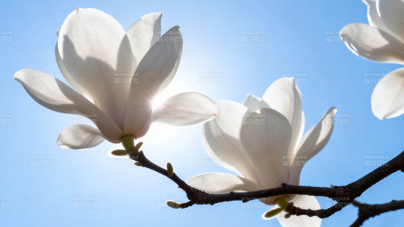 白玉兰迎蓝天绽放图片