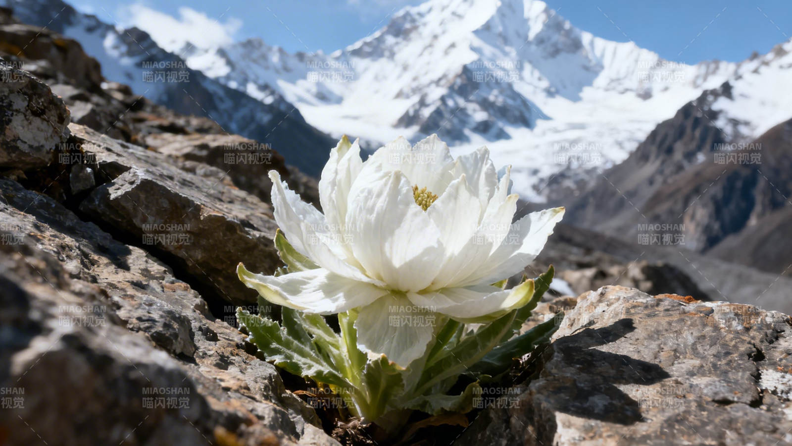 雪莲绽于岩 雪山为背景图片