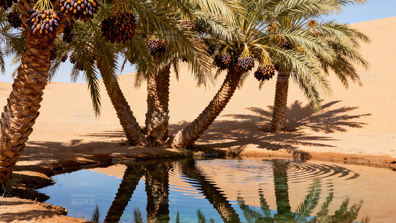沙漠绿洲 椰枣树映水潭图片