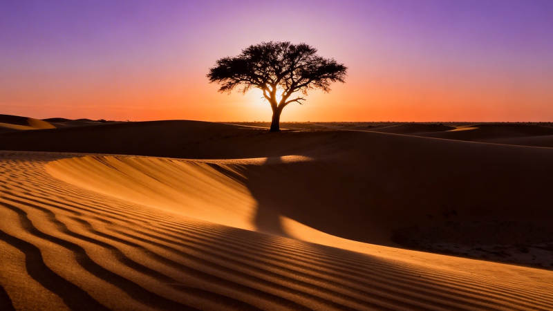 沙漠孤树 夕阳如血图片