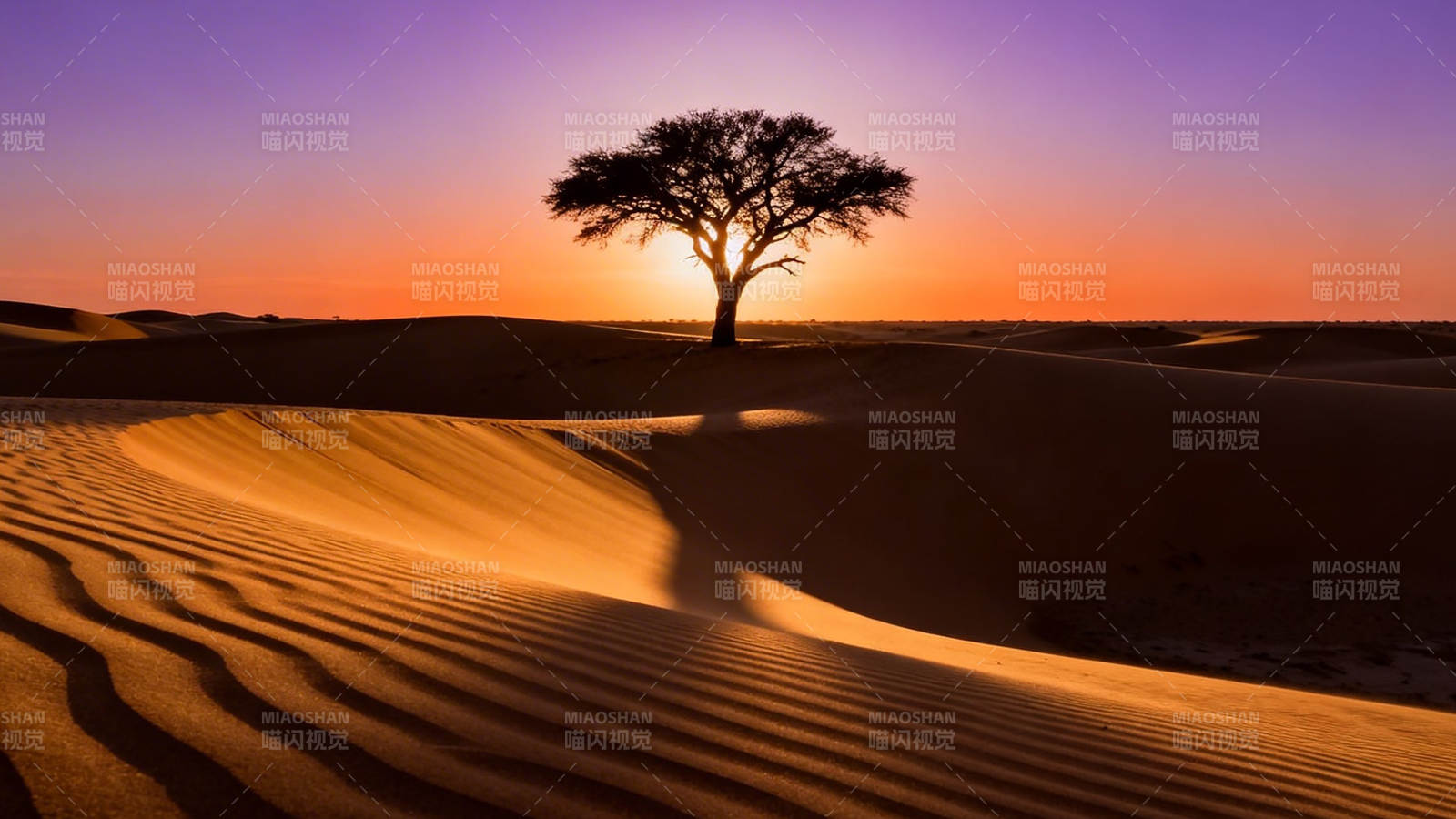 沙漠孤树 夕阳如血图片