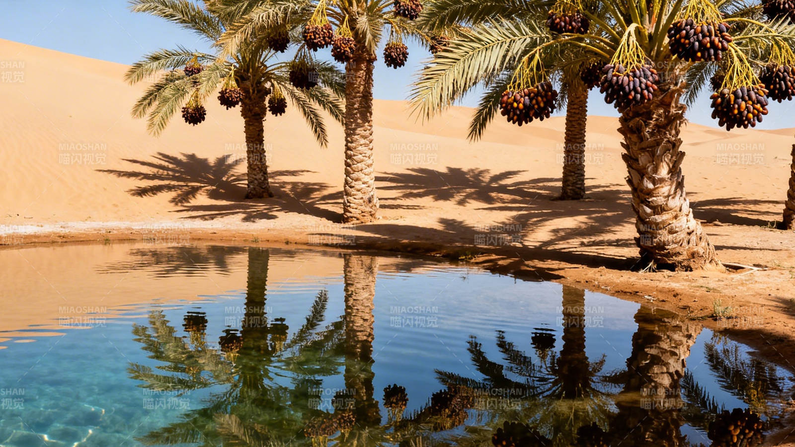 沙漠绿洲 椰影映清泉图片