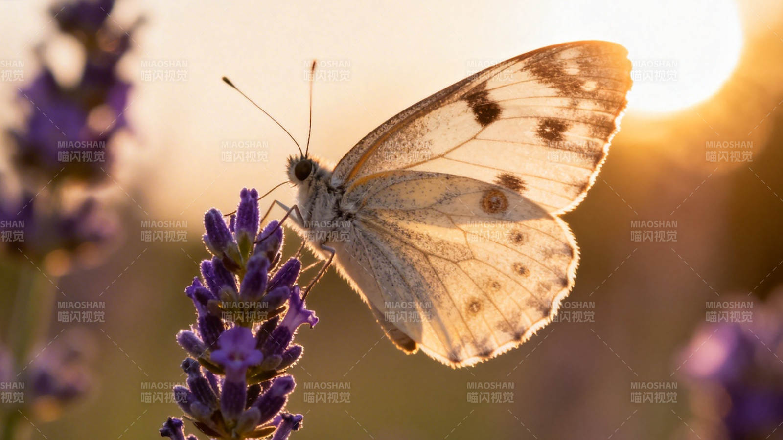 夕阳蝶舞薰衣草图片