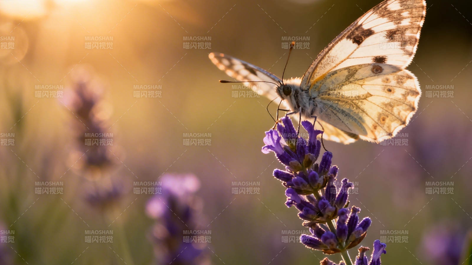 蝶舞薰衣草 夕照温柔时图片
