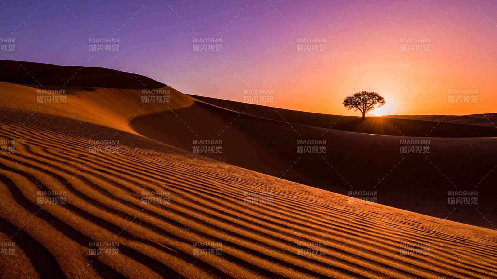 沙漠孤树 夕阳如血图片