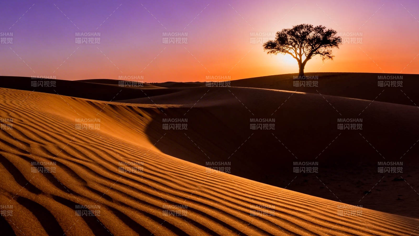 沙漠孤树 夕阳如血图片