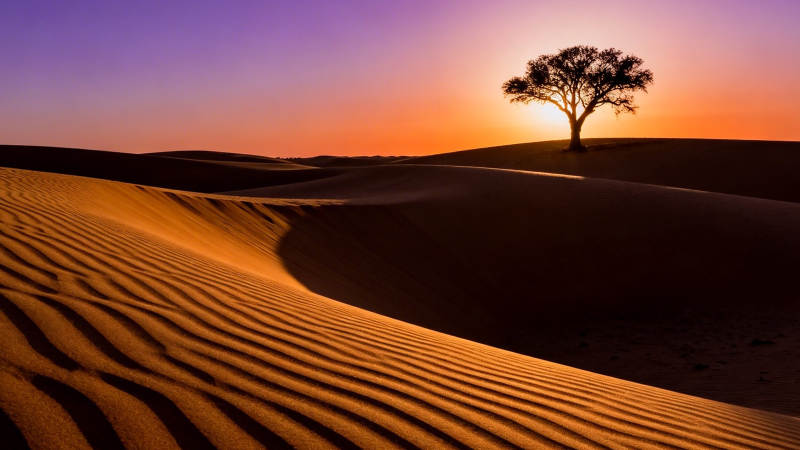 沙漠孤树 夕阳如血图片