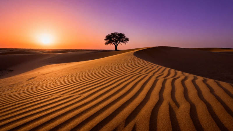 沙漠孤树映夕阳图片