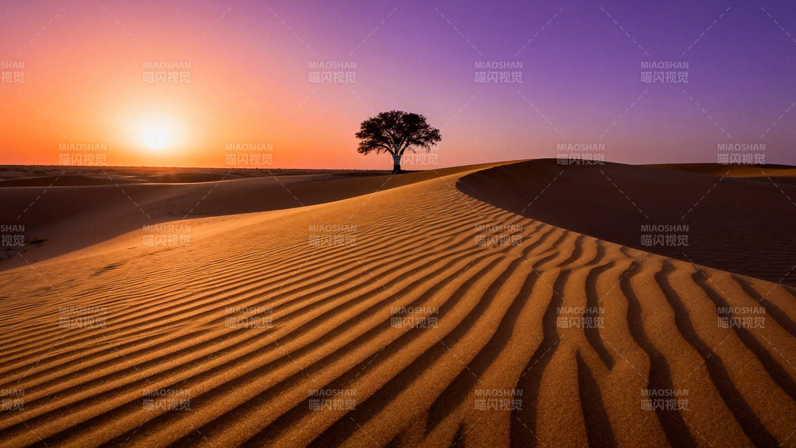 沙漠孤树映夕阳图片