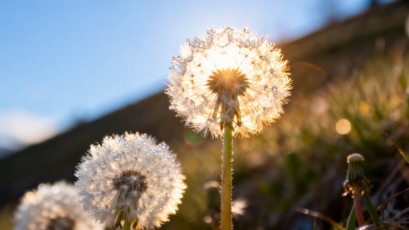 逆光蒲公英 温柔如诗图片