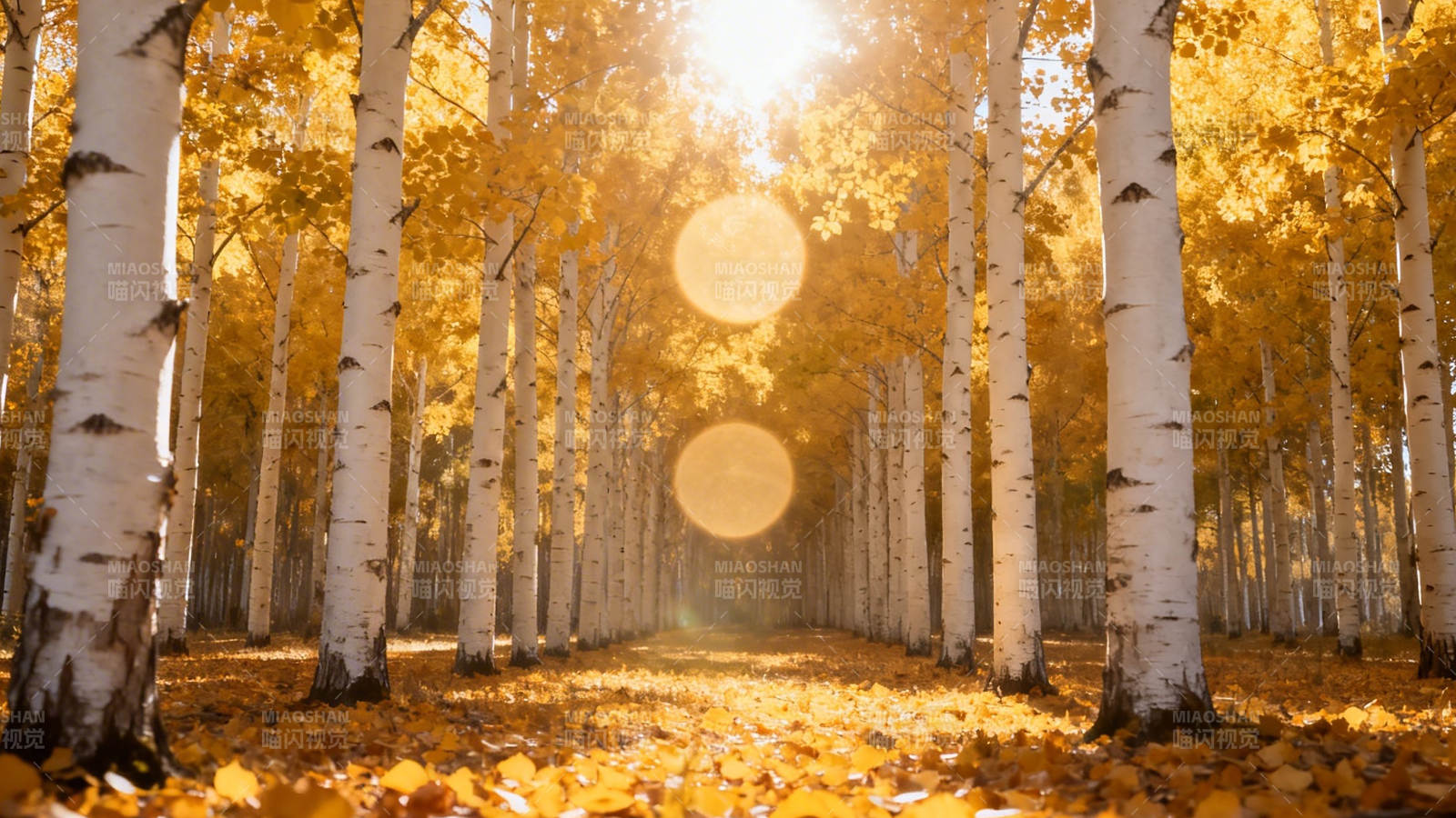 秋日白桦林 金叶铺满径图片