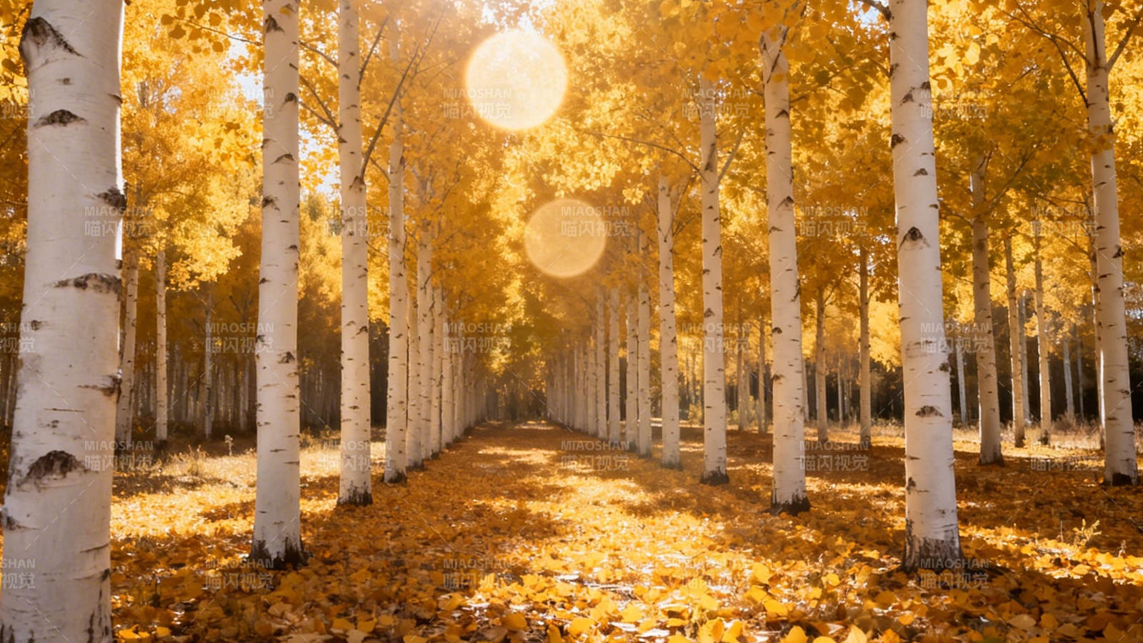 秋日白桦林 金叶铺满径图片