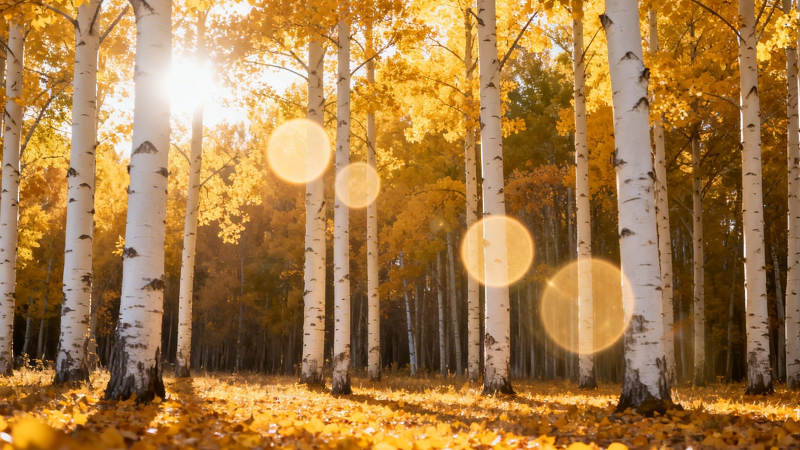 秋日白桦林 金光洒满地图片