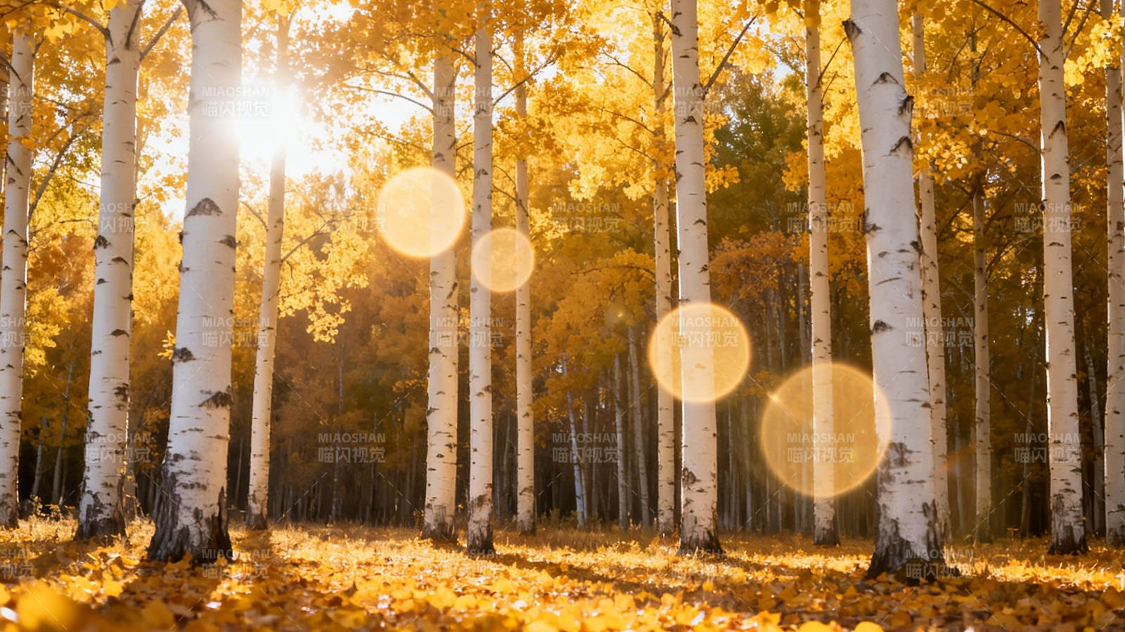 秋日白桦林 金光洒满地图片