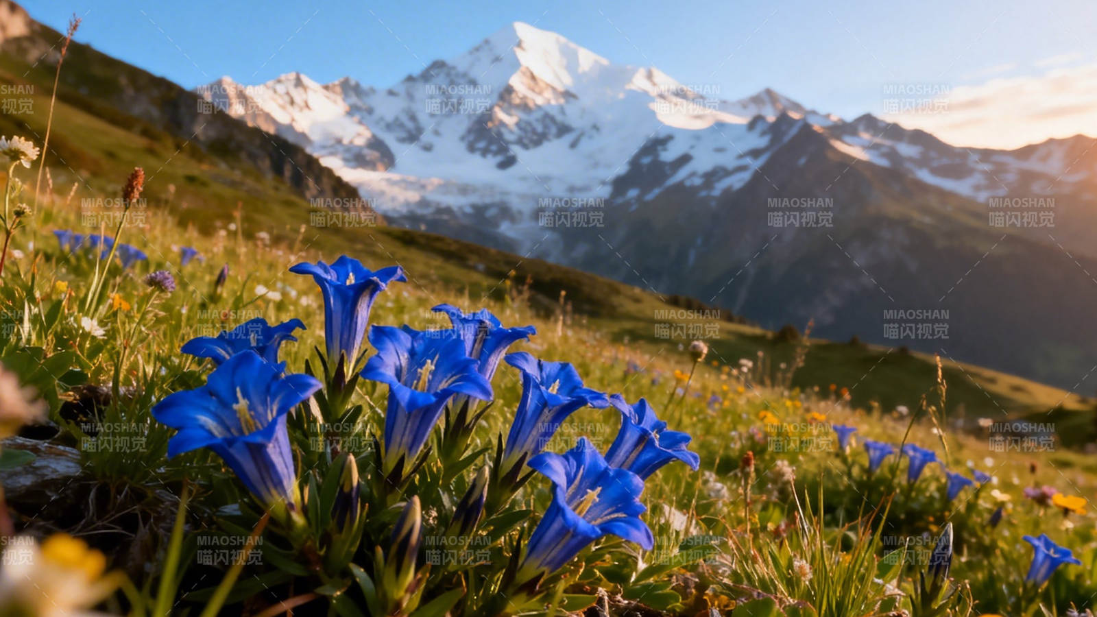 雪山下的蓝色花海图片